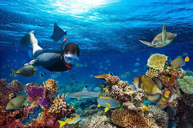 1 Hour Private Snorkeling Activity In Montego Bay - How the 1-Hour Private Snorkel Run Works in Montego Bay