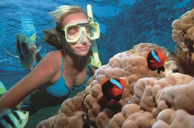 1 Hour Private Snorkeling Activity In Montego Bay - The Reef Experience: Colorful Fish Time, Even When Coral Looks Worn