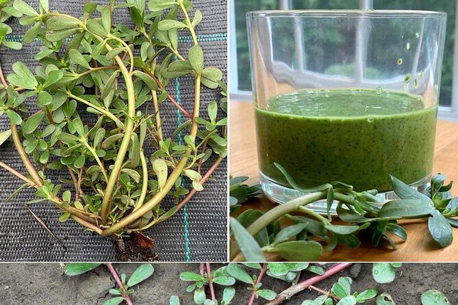 3 to 5 Hour Private Herbal Tour Shopping and Dinner at Ricks Cafe - Why This Herbal and Shopping Bundle Works in Montego Bay