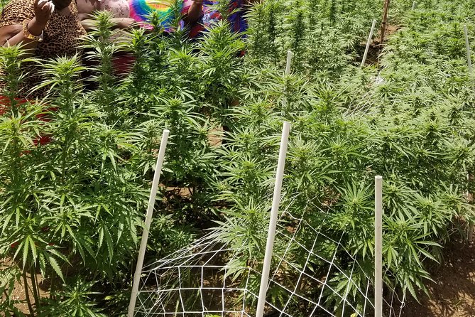6. Bob Marley 9miles/Dunn's River Private Tour(420 Friendly)final resting place - Comfort perks that actually help on a long day