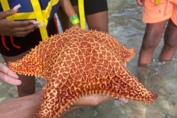 Adventurous-Snorkeling With Sightseeing of Montego Bay - Jerk chicken or jerk pork, plus flexible refreshment stops