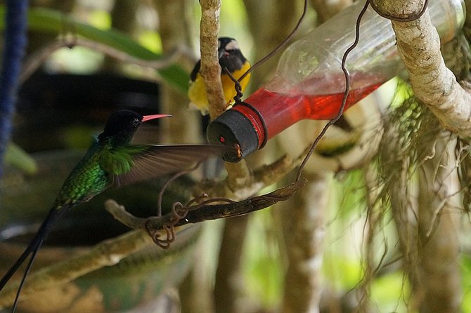Ahhh Ras Natango Gallery and Garden Private Transfer - What About Food and Timing?