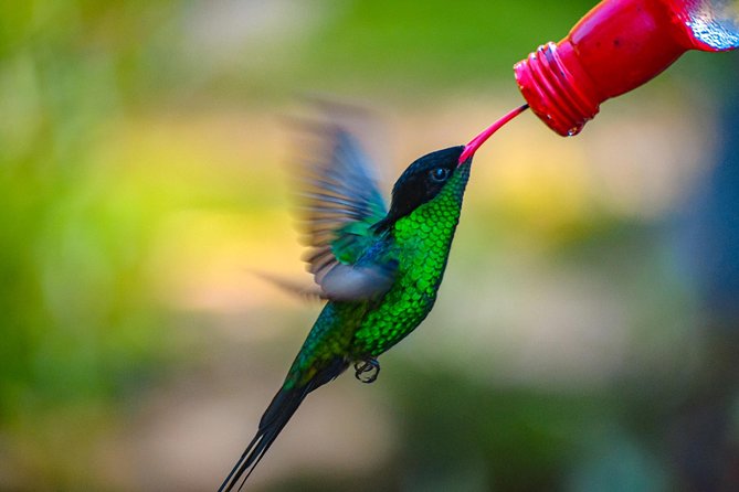 Ahhh Ras Natango Gallery and Garden Private Transfer - Value and Price: Is $97.44 per Person Worth It?