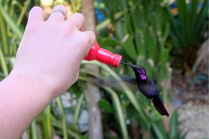 Bird Sanctuary and/or Lethe Bamboo Rafting from Montego Bay - How the timing works: a 9:00 am start and a realistic 4–5 hour day