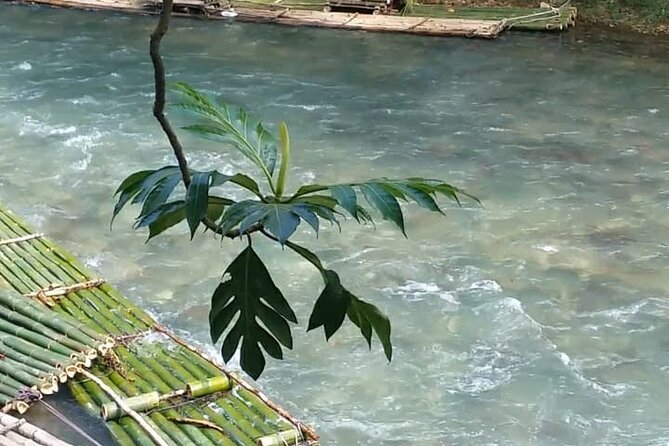 Bird Sanctuary and/or Lethe Bamboo Rafting from Montego Bay - Price and what you’re really buying for $85.49