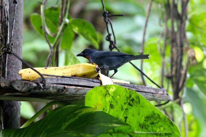 Bird Sanctuary and/or Lethe Bamboo Rafting from Montego Bay - Weather realities: when nature decides the schedule