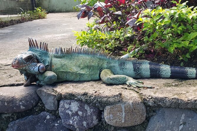 Blue Hole & Konoko Falls Park Combo Tour from Montego Bay - How to Plan Your Timing So the Day Doesn’t Feel Rushed