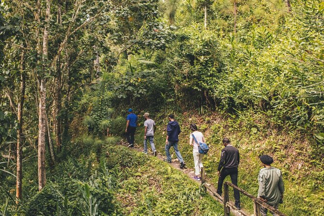 Bush Hiking to explore Wild Plants & Fresh Fruits,Montego Bay - Bush Time in St. James Parish: Getting to Lethe