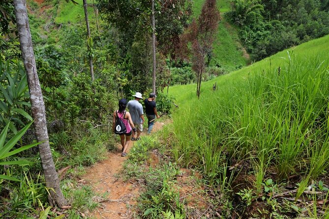 Bush Hiking to explore Wild Plants & Fresh Fruits,Montego Bay - Fresh Fruits, Coconut Water, and the Best Kind of Snack Break