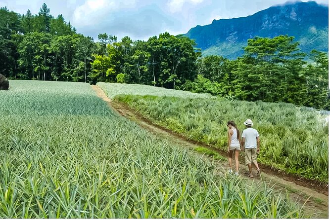 Bush Hiking to explore Wild Plants & Fresh Fruits,Montego Bay - Who This Hike Fits Best (and Who Might Want Another Option)