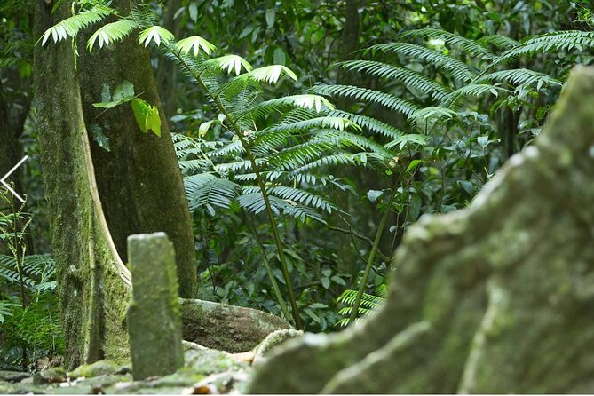 Bush Hiking to explore Wild Plants & Fresh Fruits,Montego Bay - Practical Tips to Make the Day Feel Easy