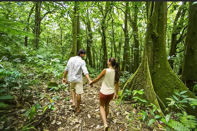 Bush Hiking to explore Wild Plants & Fresh Fruits,Montego Bay - Weather and Timing: Plan Around a Good Day