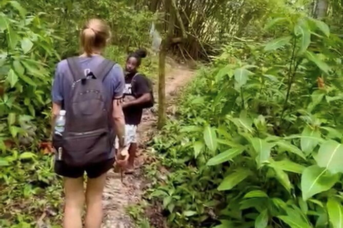Bush Hiking to explore Wild Plants & Fresh Fruits,Montego Bay - The 1.5-Hour Hike Through Wild Plants and Lethe Stories