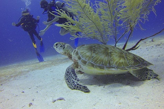 Certified 2-Tank Scuba Diving Tour from Montego Bay - Quick hits you can bank on