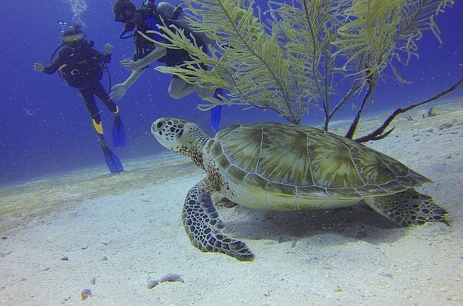 Certified 2-Tank Scuba Diving Tour from Montego Bay - Getting to Doctor’s Cave Beach area: why that location choice helps