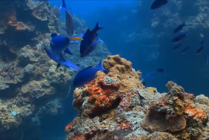 Customize Snorkeling with Option shopping Lunch & Stop local food - Lunch and local food stops: what’s included vs. what you may add