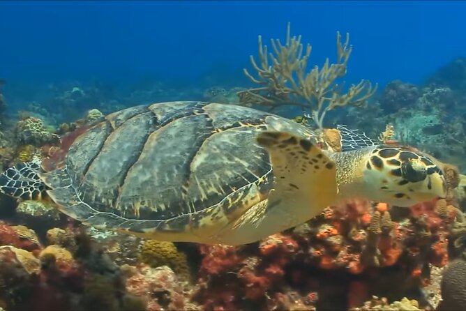 Customize Snorkeling with Option shopping Lunch & Stop local food - Price and value: is $65.99 fair for this kind of snorkeling?