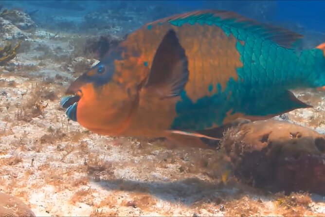 Customize Snorkeling with Option shopping Lunch & Stop local food - Customization and shopping options: how flexible is it?