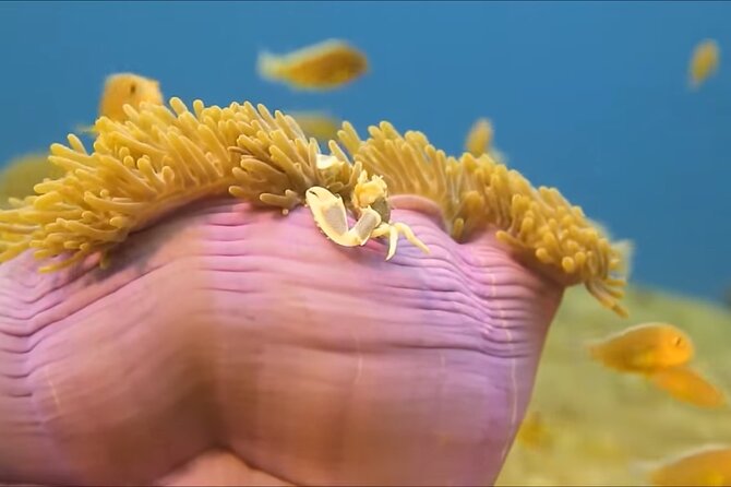 Customize Snorkeling with Option shopping Lunch & Stop local food - Practical tips for a smooth reef swim day