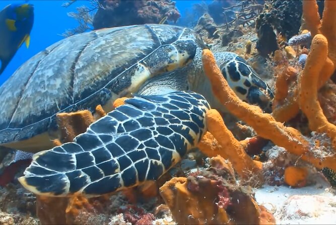 Customize Snorkeling with Option shopping Lunch & Stop local food - Who this snorkeling tour suits best