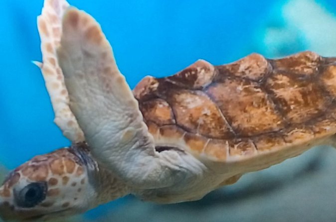 Discover Scuba Diving in Montego Bay - Marine Life on the Caribbean Coast: What You’ll Actually See
