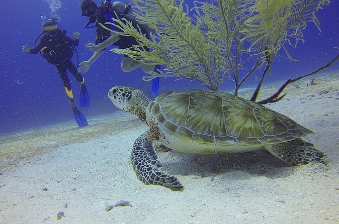 Discover Scuba Diving in Montego Bay - What You Pay for: Price, Included Gear, and the Stuff to Budget