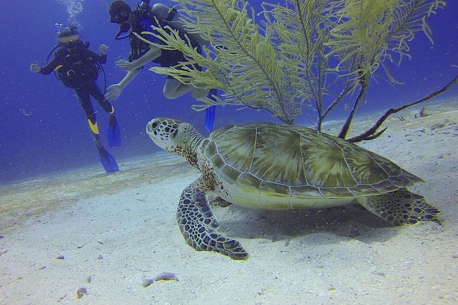 Discover Scuba Diving in Montego Bay - Your Instructor Decides When You’re Ready for the Shoreline Session