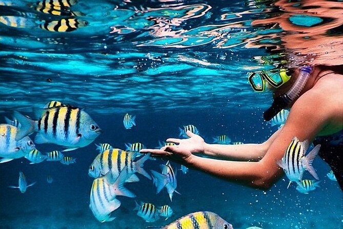 Family Fun-Snorkeling with Lunch Stop from Montego Bay - Key things I’d plan around