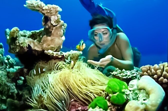 Family Fun-Snorkeling with Lunch Stop from Montego Bay - Transportation Comfort and the Human Side of Service