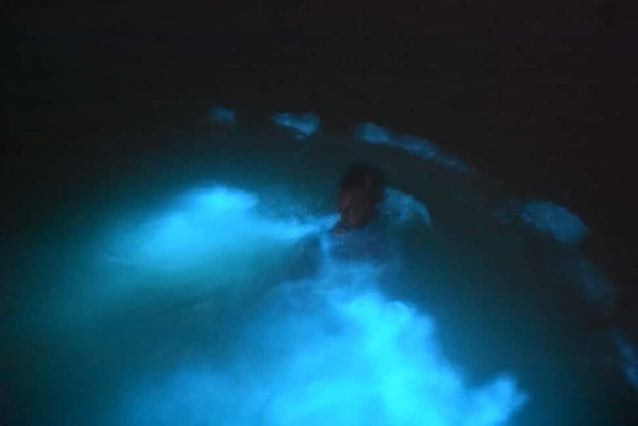 From Montego Bay: Luminous Lagoon Night Tour - What a 3-Hour Luminous Lagoon Night Tour Actually Feels Like