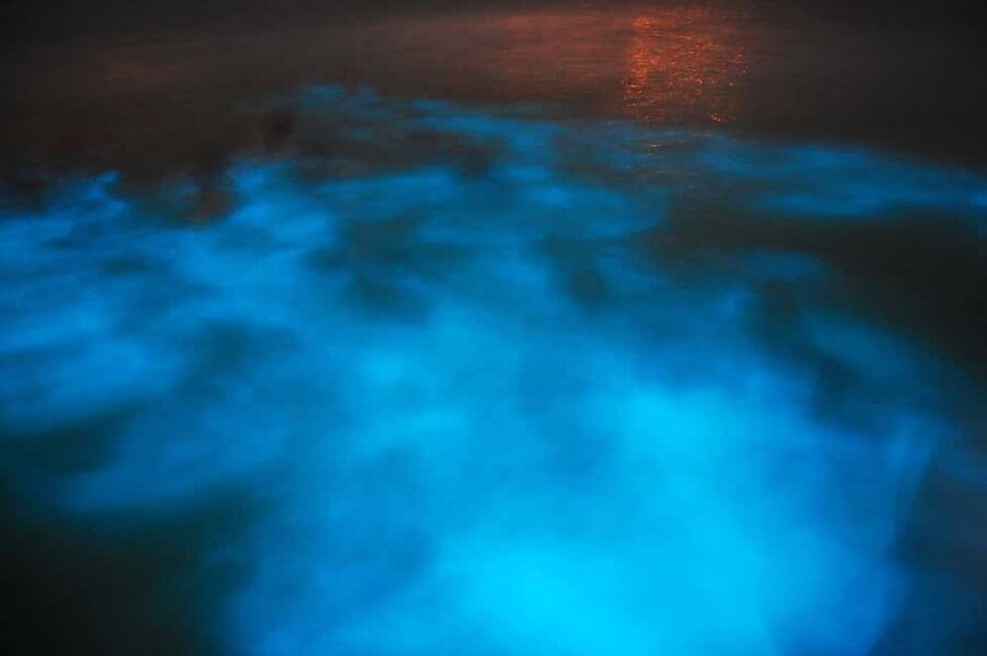 From Montego Bay: Luminous Lagoon Nighttime Boat Tour - Key things to know before you go