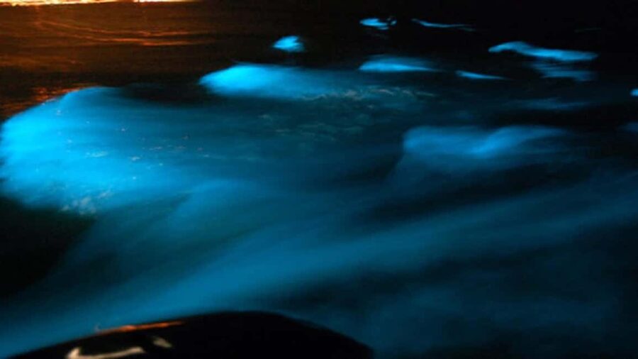 From Montego Bay: Luminous Lagoon Nighttime Boat Tour - What the guide adds (and where good ones shine)