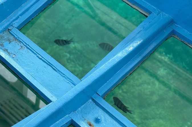 Glass bottom Boat Tour and Snorkeling Experience in Montego Bay - Hand-Feeding Fish With Bread: The Moment You’ll Talk About Later