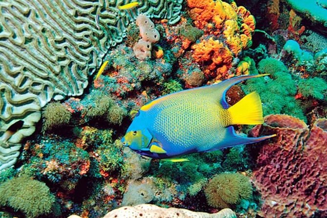 Glass Bottom Boat Water Activity in Montego Bay Jamaica - The Capt Dan and Trey Factor: Turn the Reef into Something You Recognize