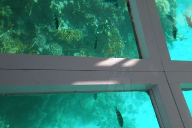 Glass Bottom Boat Water Activity in Montego Bay Jamaica - What You’ll See Through the Hull (And What to Expect Underwater)