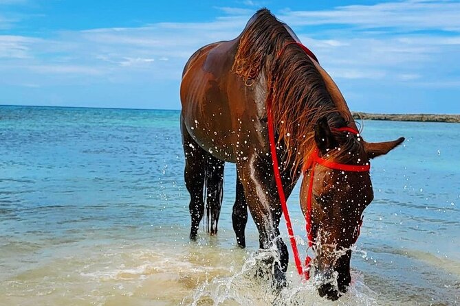 Horseback Ride and Swim Jamaica - The one-hour value: what $150 buys you