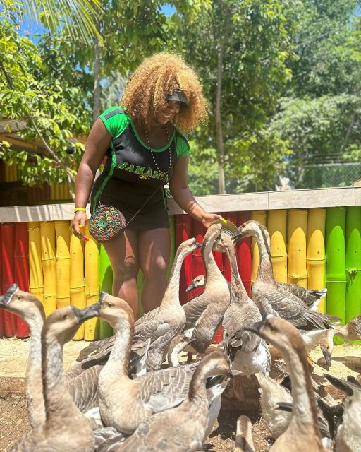 Montego Bay: Marijuana Farm and Bird Sanctuary Tour - Should You Book the Montego Bay Marijuana Farm and Bird Sanctuary Tour?