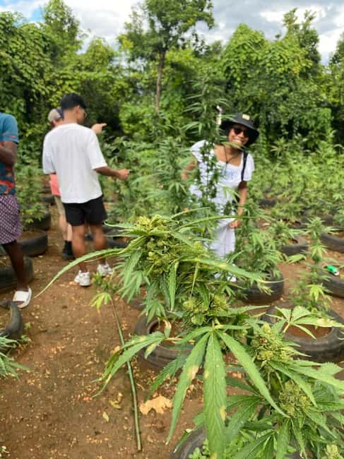 Montego Bay: Marijuana Farm and Bird Sanctuary Tour - Weed Farm Nursery Meets Exotic Birds: What This Tour Is, Really