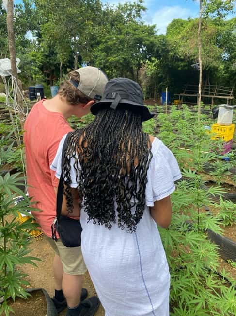 Montego Bay: Marijuana Farm and Bird Sanctuary Tour - Bird Sanctuary Time: Why the Exotic Birds Are Often the Best Part