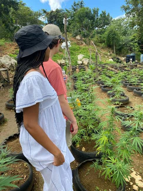 Montego Bay: Marijuana Farm and Bird Sanctuary Tour - The Snack Stop on the Way Back: Convenient, Not Included