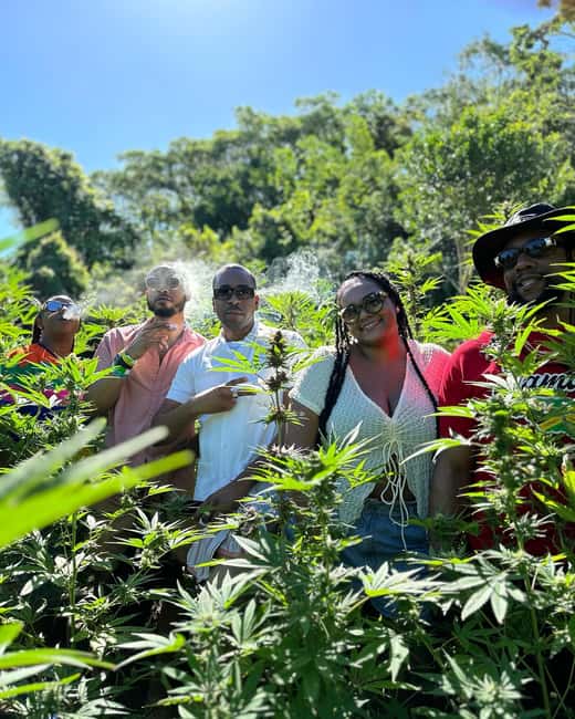 Montego Bay: Marijuana Farm Private Tour with Transportation - Quick Take: Key Things You’ll Actually Notice