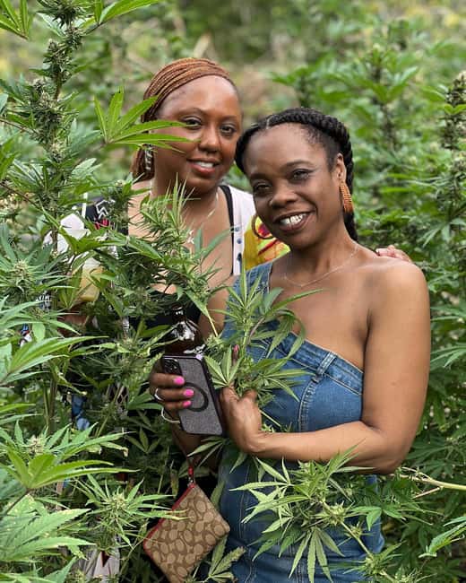 Montego Bay: Marijuana Farm Private Tour with Transportation - Strain Talk and Growing Techniques You Can Actually Understand