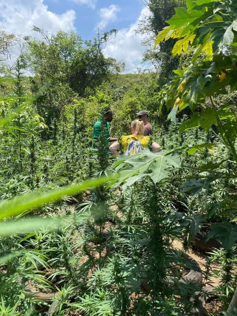 Montego Bay: Marijuana Farm Private Tour with Transportation - Hands-On Options: Planting, Pruning, or Harvesting (Depending on Season)