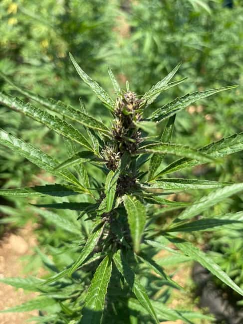 Montego Bay: Marijuana Farm Private Tour with Transportation - The Sampling Session: Extracts, Infusions, and What You Might Try