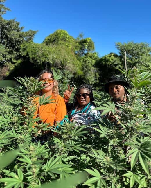 Montego Bay: Marijuana Farm Private Tour with Transportation - Questions on Medicinal Uses and Legal Status