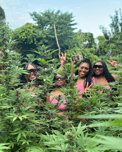 Montego Bay Marijuana Farm Tour - Montego Bay Marijuana Farm Tour: the 1–2 hours that feels surprisingly educational