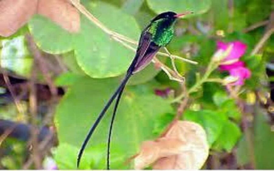 Montego Bay: Private Rocklands Bird Sanctuary Trip - Private driver and the Anchovy advantage