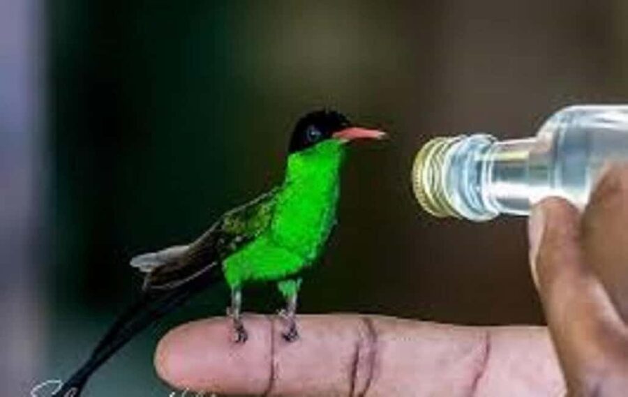 Montego Bay: Private Rocklands Bird Sanctuary Trip - First stop: the feeder setup and tame-bird moments