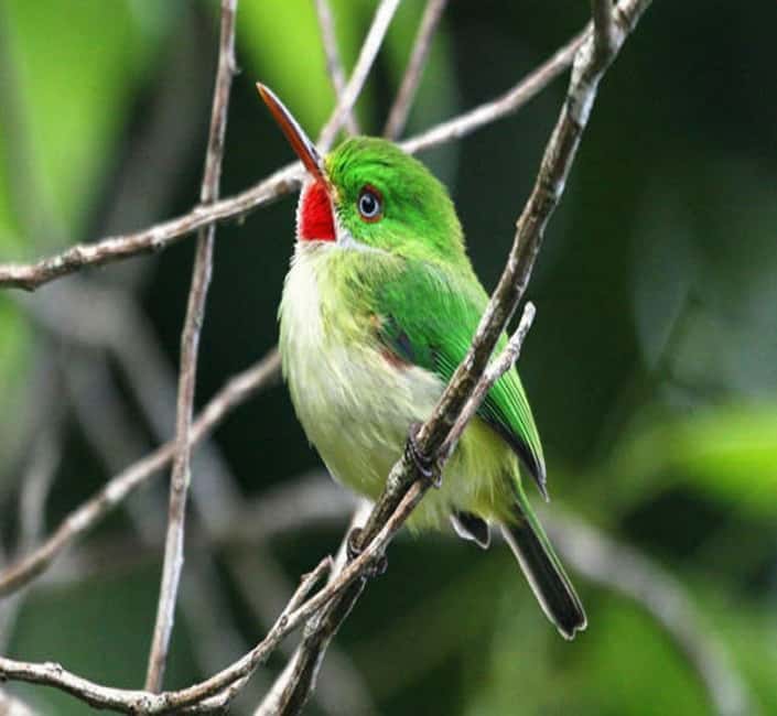 Montego Bay: Private Rocklands Bird Sanctuary Trip - What to bring to make the most of your bird time