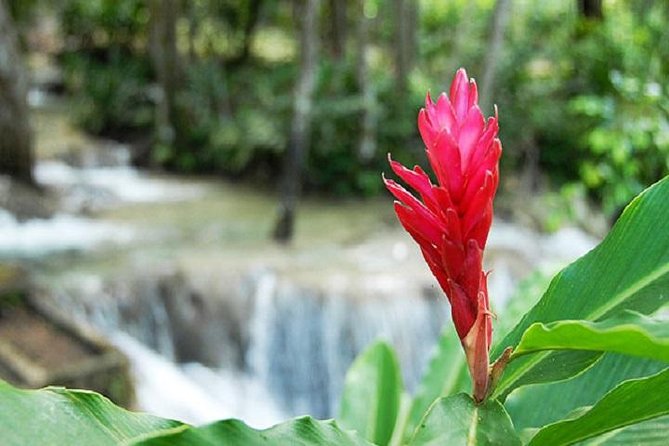 Montego Bay to Dunn's River Falls Half-Day Trip - Price and value: is $75 a fair deal for this route?